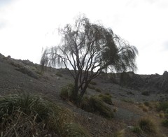 New Zealand Broom (Carmichaelia carmichaeliae)