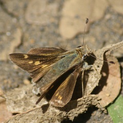 Lon melane vitellina