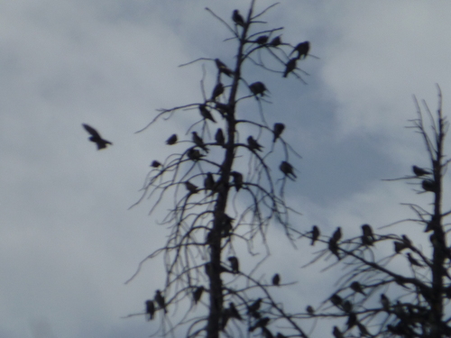 iNaturalist observation photo of Swallows and Martins