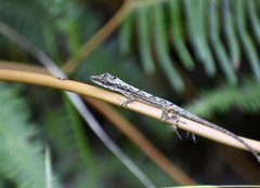 Anolis alutaceus