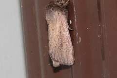 Bathytricha truncata