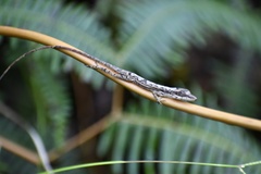 Anolis alutaceus