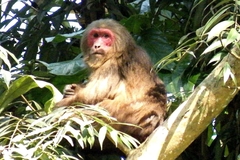 Macaca arctoides