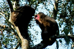 Macaca arctoides