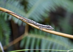 Anolis alutaceus