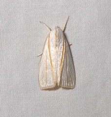 Cryptophasa flavolineata