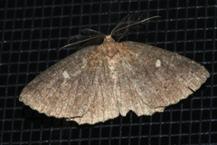 Casbia melanops