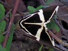 Fodina ostorius