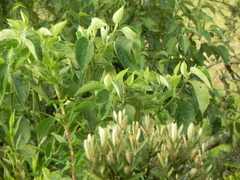 Thlypopsis superciliaris