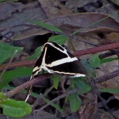 Fodina ostorius