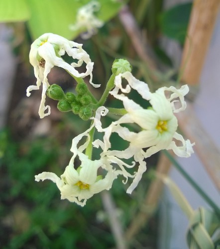 Ceratosanthes hilariana
