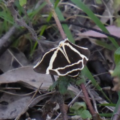 Fodina ostorius