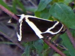 Fodina ostorius