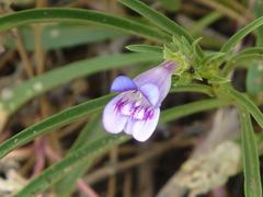 Penstemon speciosus