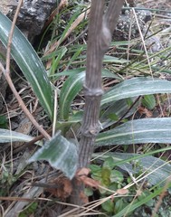 Carmichaelia stevensonii, photograph (c) Alice Shanks, some rights reserved (CC BY)