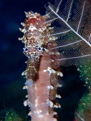 Hippocampus comes