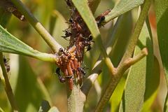 Jalmenus evagoras