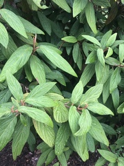 Viburnum rhytidophyllum