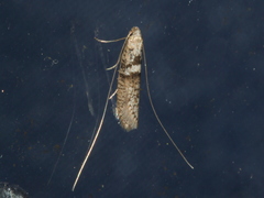 Ceromitia iolampra