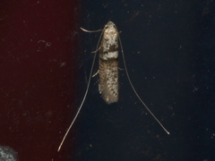 Ceromitia iolampra