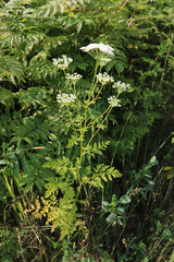 Seseli seseloides