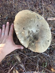 Caloboletus conifericola
