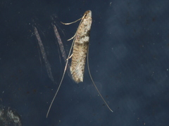 Ceromitia iolampra