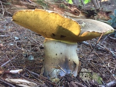 Caloboletus conifericola
