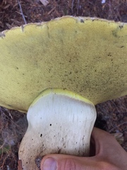 Caloboletus conifericola