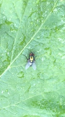 Lucilia sericata