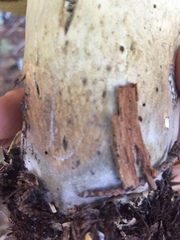 Caloboletus conifericola