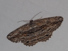 Scioglyptis chionomera