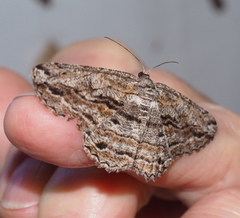 Scioglyptis chionomera