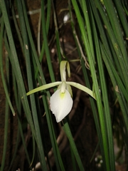 Brassavola tuberculata