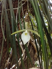Brassavola tuberculata