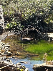 Branta hutchinsii