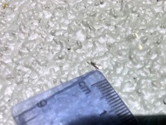Linepithema humile