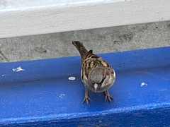 Passer domesticus