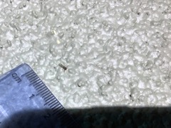 Linepithema humile