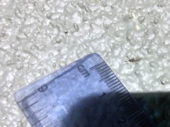 Linepithema humile