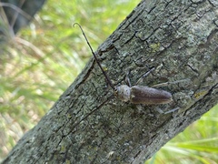 Gnaphalodes trachyderoides