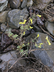 Corydalis ochotensis