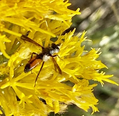 Cylindromyia bicolor