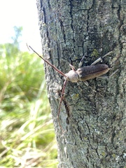 Gnaphalodes trachyderoides