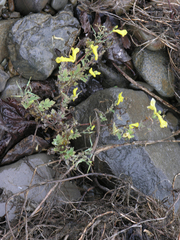Corydalis ochotensis