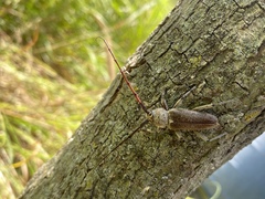 Gnaphalodes trachyderoides