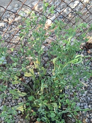 Dicliptera resupinata