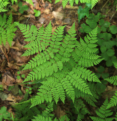 Dryopteris amurensis