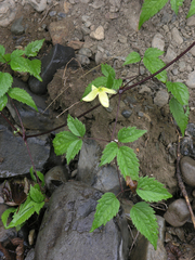 Clematis serratifolia