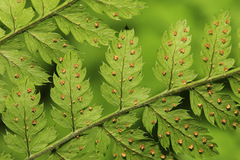 Dryopteris amurensis